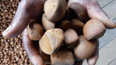 TOULOUCOUNA : L’huile miraculeuse